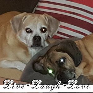 Meet your Posher, Toni-anne